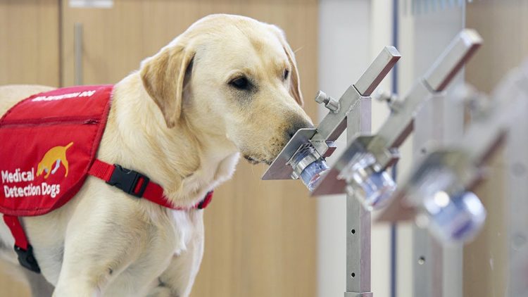 COVID-19: Dogs Being Trained In The UK To Detect Asymptomatic Cases  