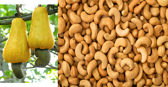 Nigeria Rakes In N192bn From Cashew Exports  