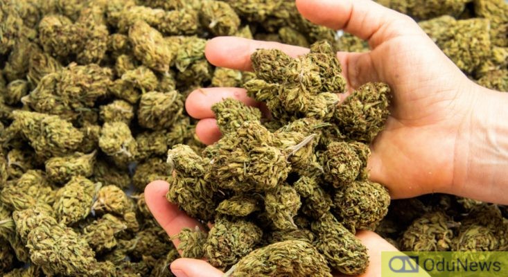 Drama As Reps Table Bill To Legalise Marijuana  