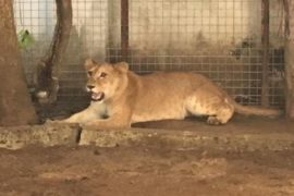 [VIDEO] Police Removes Lion From Lagos Home  