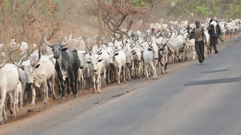 Miyetti Allah Promises to Live Peacefully with Igbos