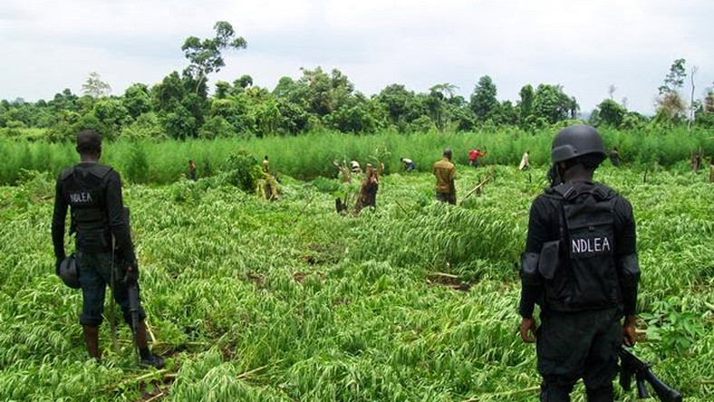 NDLEA Destroys 40 Hectares Of Cannabis Farm In Oyo