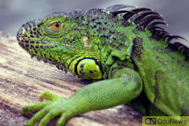 National Weather Service Warns Of Falling Iguanas  