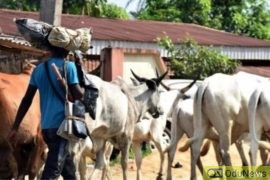 Miyetti Allah Gives Southern Governors Condition To Accept Open Grazing Ban  
