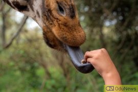 The Power Of Our Tongue  