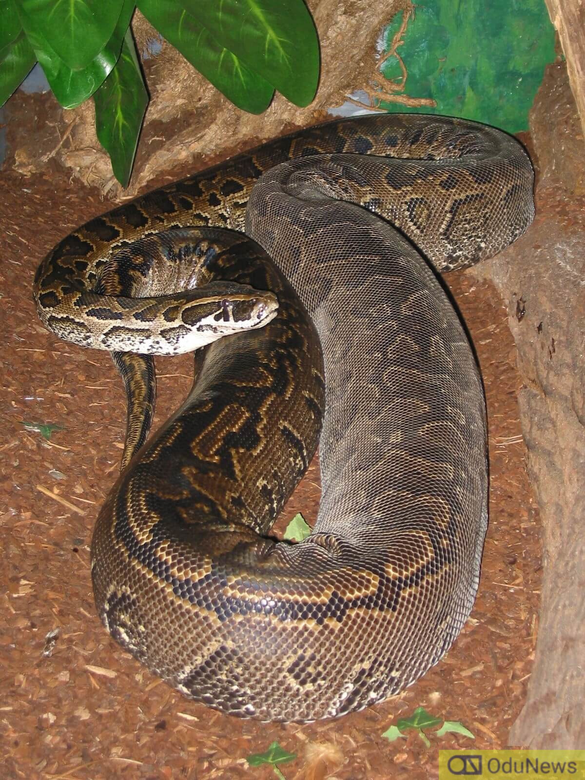 Python Swallows Kid In Ogun State [VIDEO]  