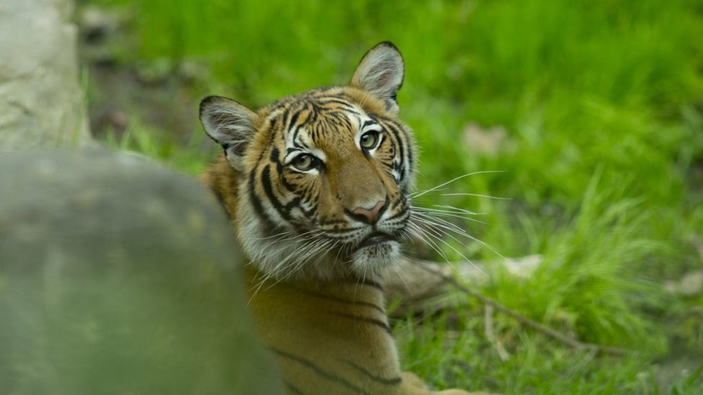 Tiger Infected With Coronavirus After Zoo Keeper Tests Positive