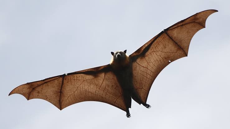 Coronavirus Came From Bats Not A Lab - WHO  