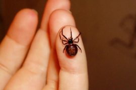 Three Brothers Coax Venomous Spider Into Biting Them So They Can Have Spider-Man’s Abilities  