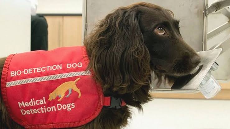 COVID-19: Dogs Being Trained In The UK To Detect Asymptomatic Cases