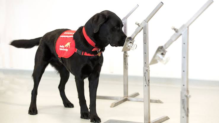 COVID-19: Dogs Being Trained In The UK To Detect Asymptomatic Cases