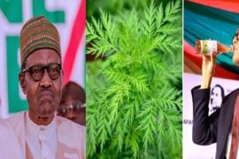 Madagascar Asks FG To Pay ₦71.2M For COVID-19 Herbal Cure  