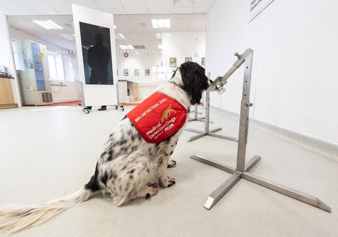 COVID-19: Dogs Being Trained In The UK To Detect Asymptomatic Cases