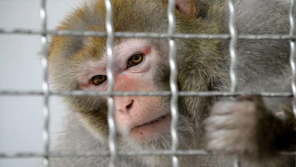 Alcoholic Monkey Sentenced To Life Imprisonment After Attacking 250 Humans  