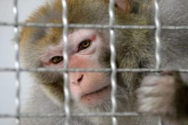 Alcoholic Monkey Sentenced To Life Imprisonment After Attacking 250 Humans  
