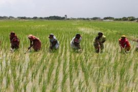 CBN To Support Farmers With N432bn  