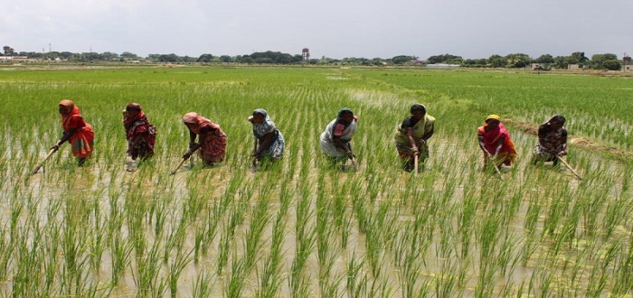 CBN To Support Farmers With N432bn