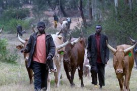 Akeredolu Orders Herdsmen To Vacate Forest Reserves In Ondo State In 7 Days  