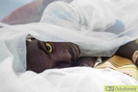 BREAKING: Three LGAs In Enugu Suffer Yellow Fever Outbreak  