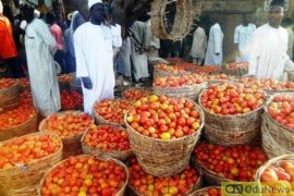 Northern Tomato Farmers, Traders Lose Over N10bn in One Week, Cry Out For Help  