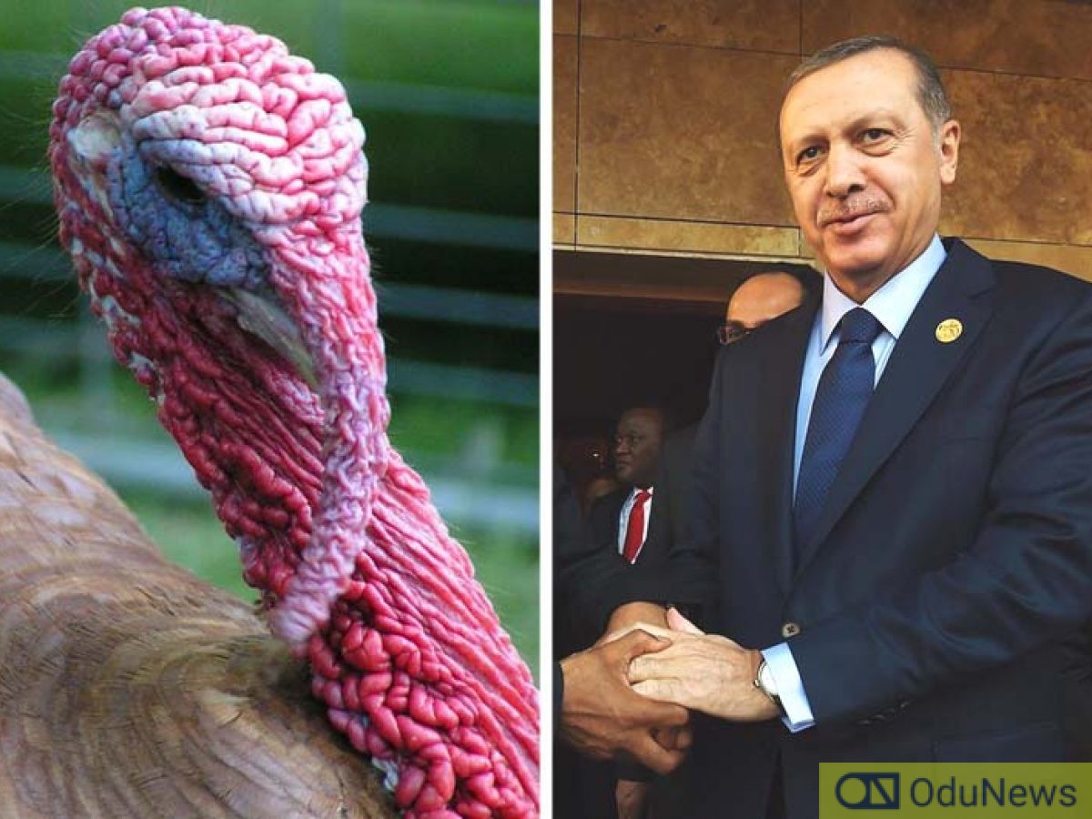 Turkey Changes Name To Türkiye To Avoid Confusion With Turkey Bird  