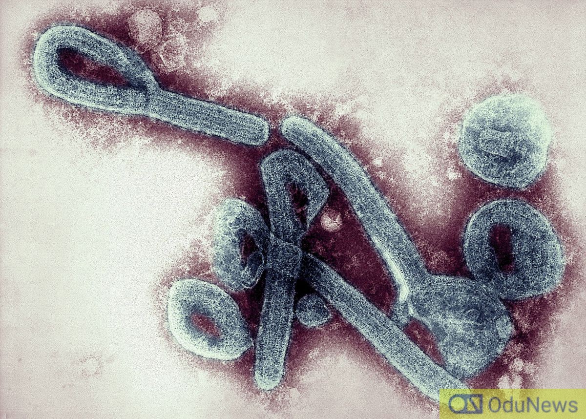 Epidemic: Ghana Records 2 Cases of Marburg Virus  