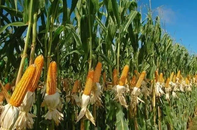 Nigeria To Increase Maize Production By 2025  