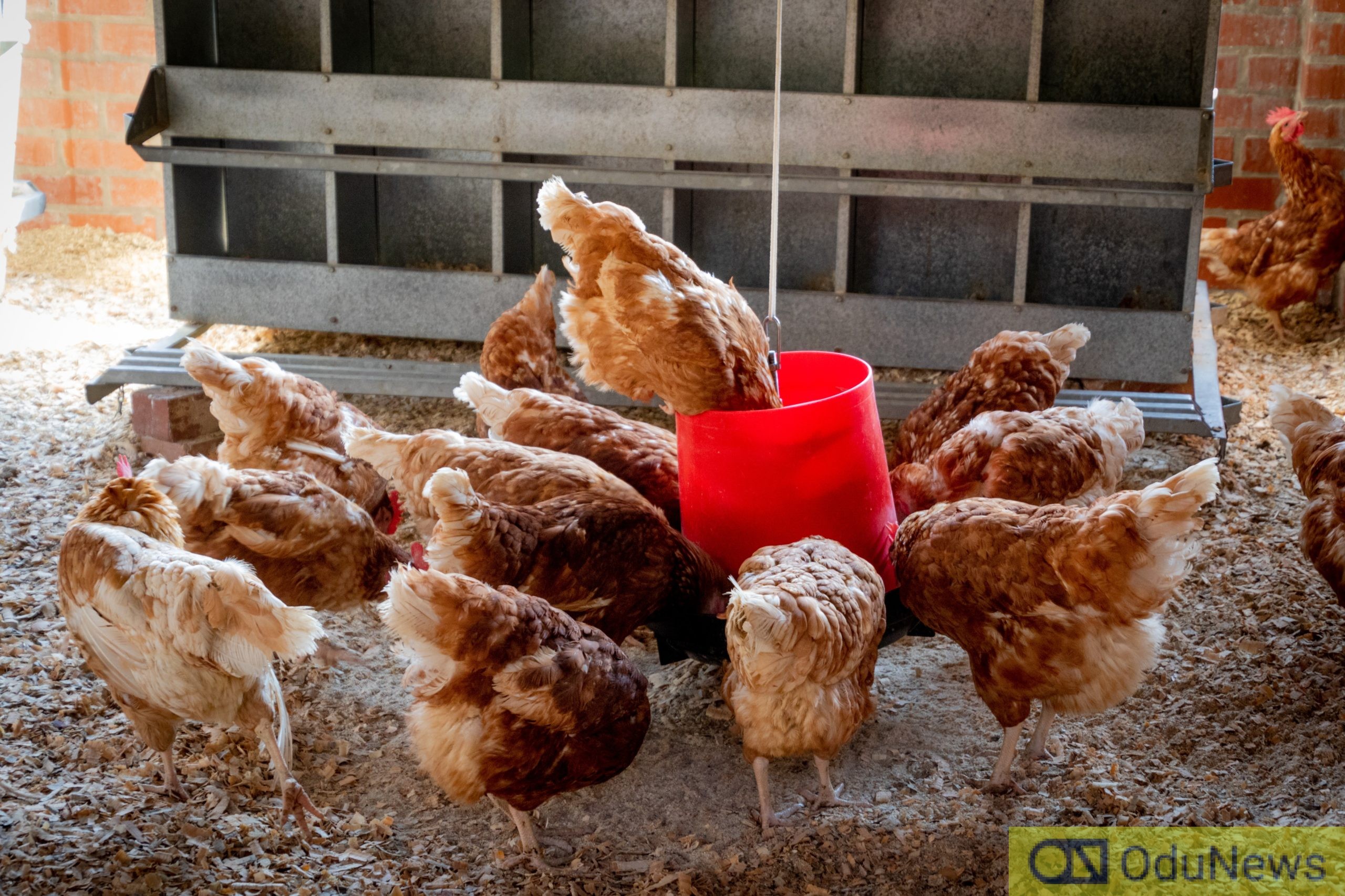 Step-to-Step Guide on how to maintain a healthy and hygienic poultry farm  
