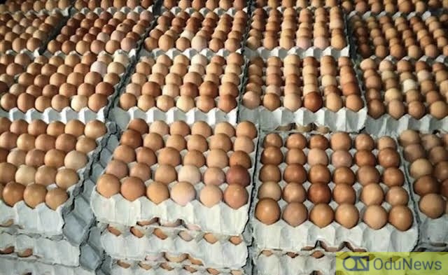 We Lost N30bn Worth Of Eggs Over Naira Scarcity - Poultry Farmers  
