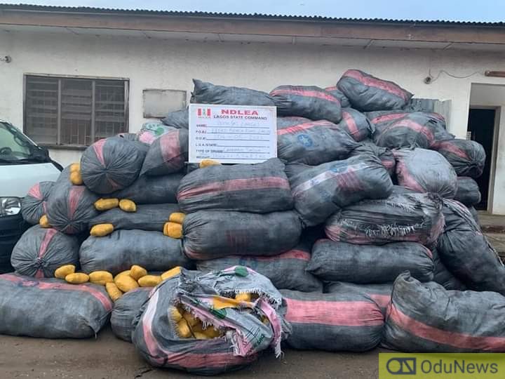 NDLEA Seizes 8,852 kilograms Of Canadian Loud In Lagos  