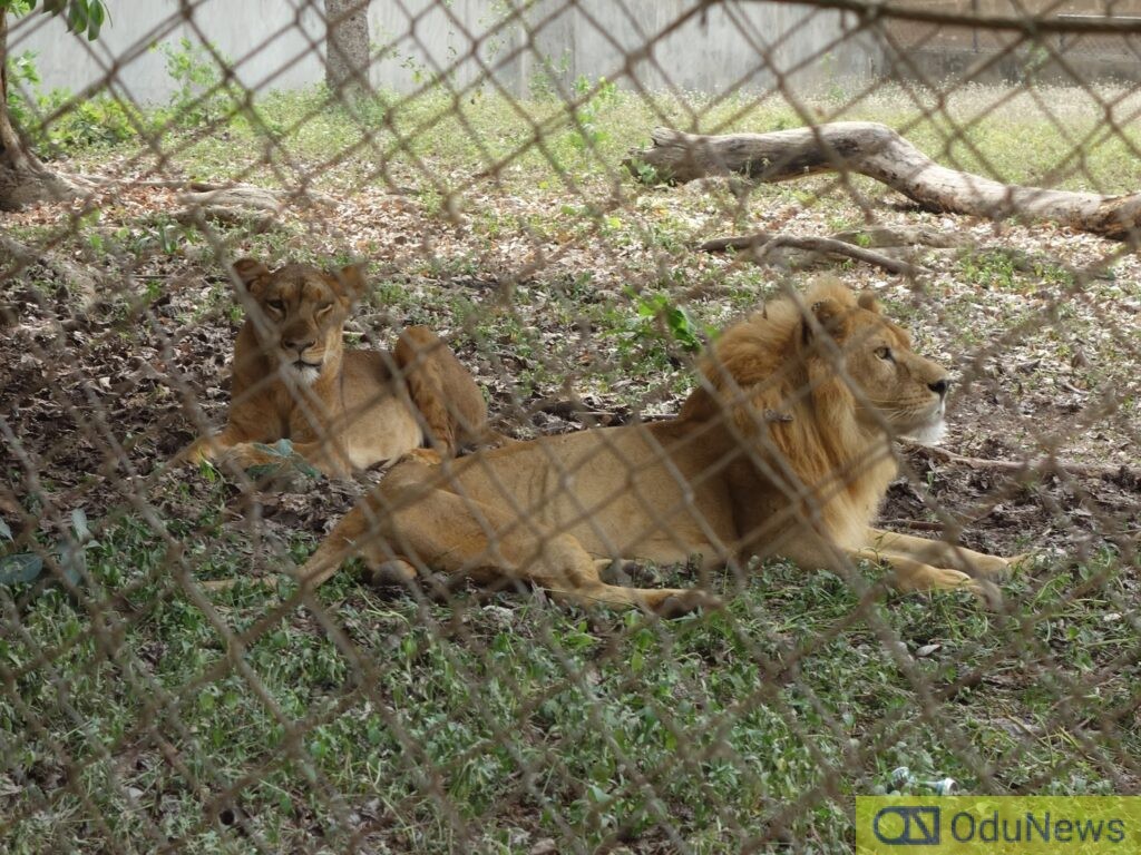 Zookeeper dies saving woman from lion — NASU chair  