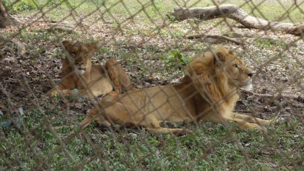 Zookeeper dies saving woman from lion — NASU chair