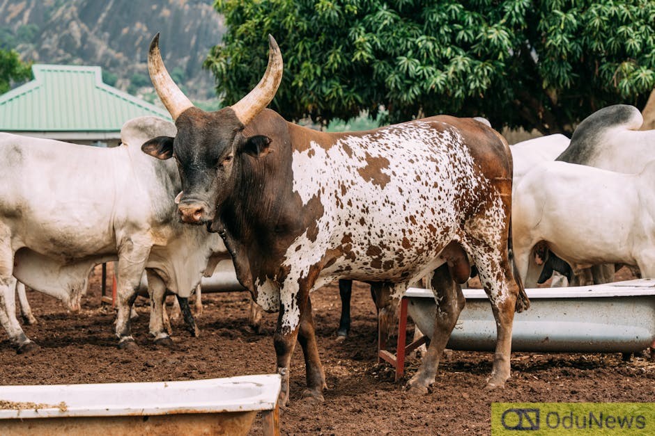 Federal Government tackles CBPP outbreak threatening Nigeria’s cattle economy
