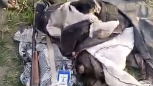 Wild elephant kills one, leaves another missing in Oyo