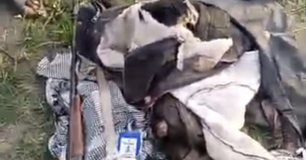 Wild elephant kills one, leaves another missing in Oyo