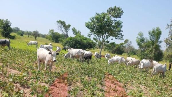 Government backs ranching scheme to halt farmer-herder violence