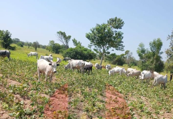 cattle grazing farmland Nigeria