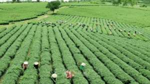 Nigeria’s manufacturing and agriculture sectors grow despite Middle East war impact