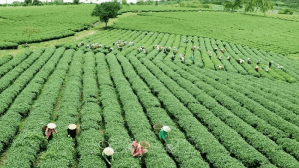 Nigeria’s manufacturing and agriculture sectors grow despite Middle East war impact
