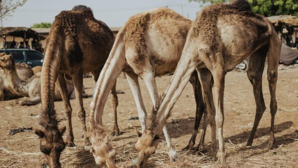 Sheep prices hit N1.2m as economic crisis squeezes Sallah demand