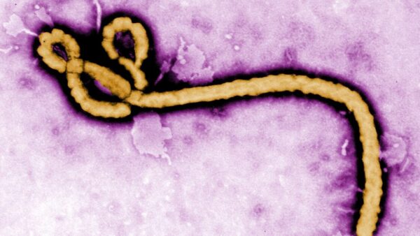 UN agencies scale up Ebola response in Democratic Republic of Congo