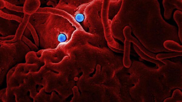 WHO says average person need not fear hantavirus infection
